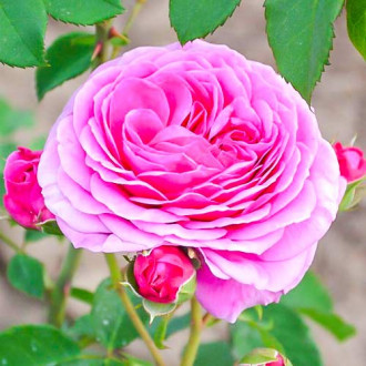 Krūminė rožė Frayla Miarija interface.image 3