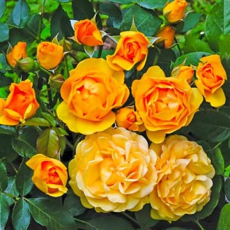 Krūminė rožė Julia Child® interface.image 4