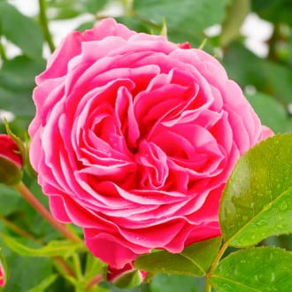 Krūminė rožė Leonardo da Vinci interface.image 4