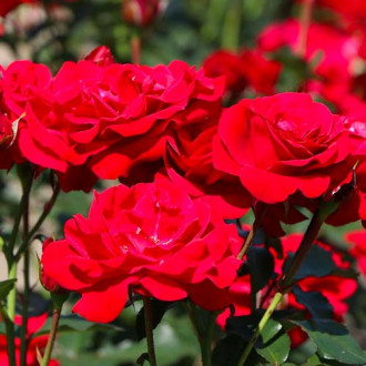 Krūminė rožė Nina interface.image 1