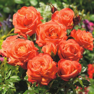 Krūminė rožė Orange interface.image 4