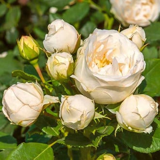 Krūminė rožė Pearl Vaza interface.image 2