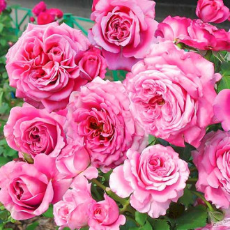 Krūminė rožė Picotee Vaza interface.image 2