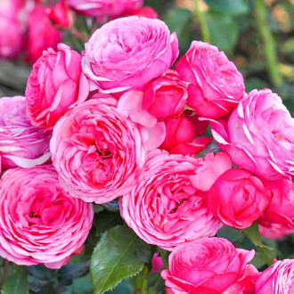 Floribunda rožė Pink Vaza®, C3 interface.image 1