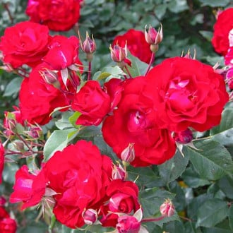 Krūminė rožė Red Spot® interface.image 2