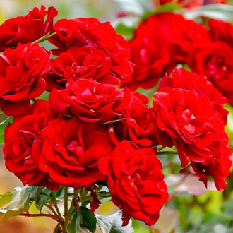 Krūminė rožė Red interface.image 5