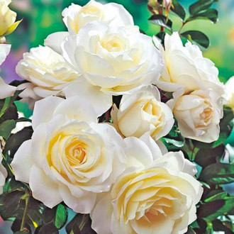 Krūminė rožė White interface.image 5