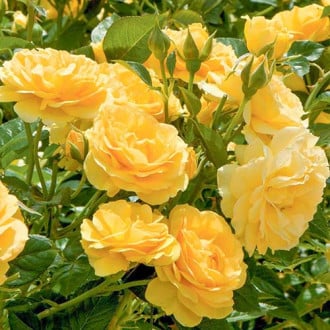 Krūminė rožė Yellow interface.image 3