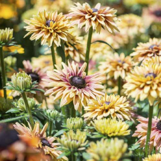 Rudbekijos plaukuotosios SmileyZ Flamenco Vanilia, С3 interface.image 3