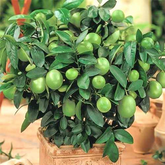 Rūgščiavaisis Citrinmedis (Citrus Aurantiifolia) Mexican Lime interface.image 1