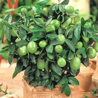 Rūgščiavaisis Citrinmedis (Citrus Aurantiifolia) Mexican Lime interface.image 6
