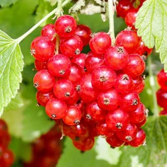 Serbentai raudonieji Rosetta interface.image 17