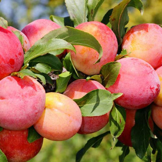 Slyva Red Freedom interface.image 15