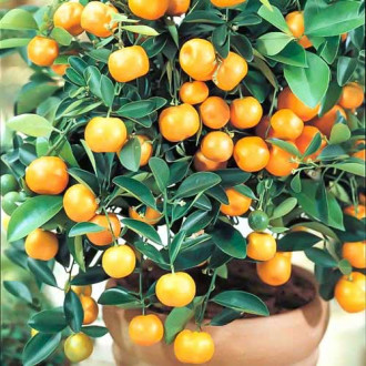 Smulkiavaisis Citrinmedis (Citrus Mitis) Panama Orange interface.image 1