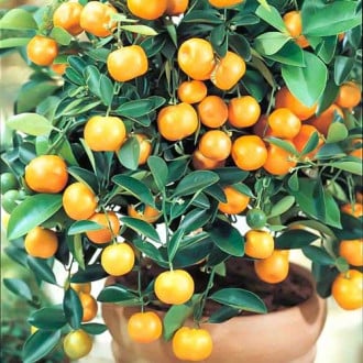 Smulkiavaisis Citrinmedis (Citrus Mitis) Panama Orange interface.image 4