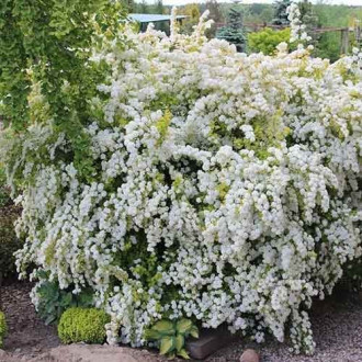 Spiraea vanhouttei Gold Fountain, С2 nuotrauka 9 Spiraea vanhouttei Gold Fountain, С2 interface.image 9