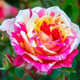 Stambiažiedė rožė Rosita Missoni® interface.image 5