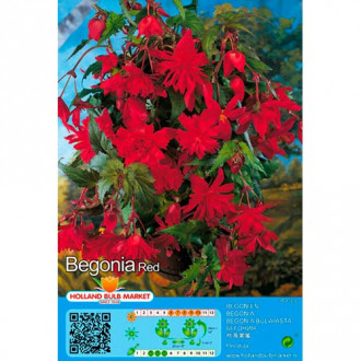 Svyranti Begonija (Begonia Pendula) Red interface.image 3