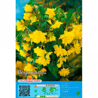 Svyranti Begonija (Begonia Pendula) Yellow interface.image 2