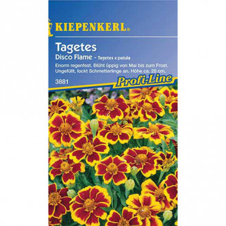 Tagetes Disco Flame Kiepenkerl interface.image 5