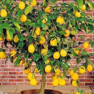 Tikrasis Citrinmedis (Citrus Limon) Lemon interface.image 2