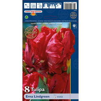 Tulpė papūginė Erna Lindgreen interface.image 6