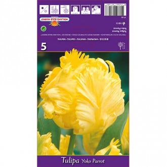 Tulpė papūginė Yoko Parrot interface.image 6