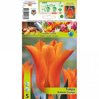 Tulpė alyvinė Ballade Orange interface.image 1
