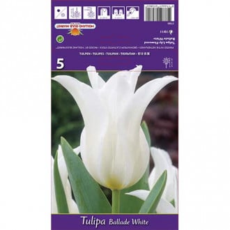 Tulpė lelijinė Ballade White interface.image 6