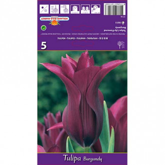 Tulpė lelijinė Burgundy interface.image 2