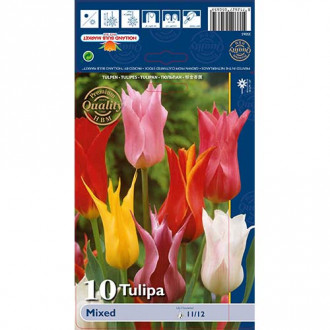 Tulpės lelijinės, spalvų mišinys interface.image 1
