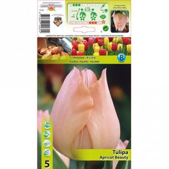 Tulpė Apricot Beauty interface.image 6