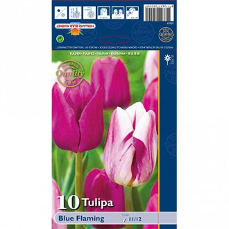 Tulpės Triumph Blue Flaming, spalvų mišinys interface.image 4