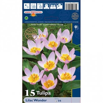 Tulpė botaninė Lilac Wonder interface.image 3