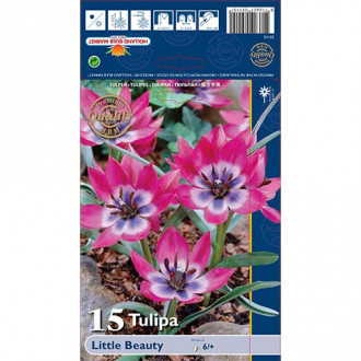 Tulpė botaninė Little Beauty interface.image 6