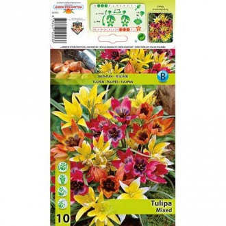 Tulpės botaninės, spalvų mišinys interface.image 6