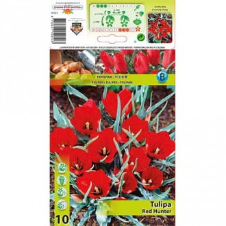 Tulpė Botaninė Red Hunter interface.image 2