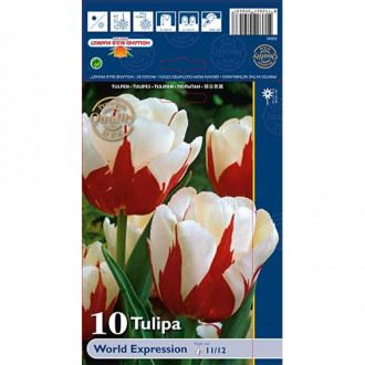 Tulpė botaninė World Expression interface.image 1