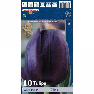 Tulpė Cafe Noir interface.image 4