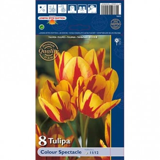 Tulpė Colour Spectacle interface.image 5
