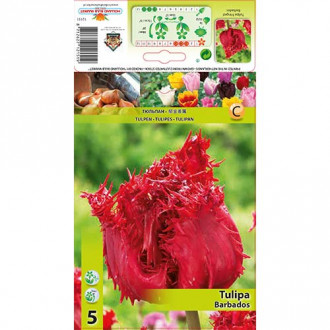 Tulpė dantyta Barbados interface.image 1