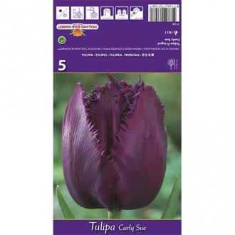 Tulpė dantyta Curly Sue interface.image 3