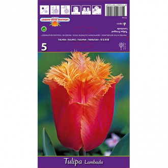 Tulpė dantyta Lambada interface.image 5