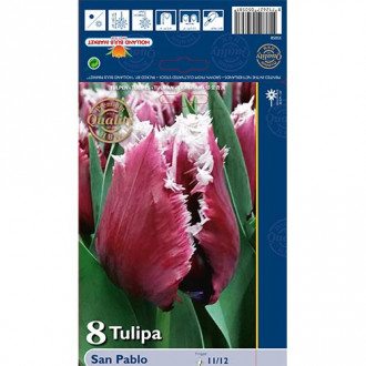 Tulpė dantyta San Pablo interface.image 2