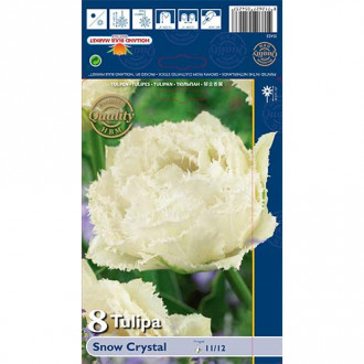 Tulpė dantyta Snow Crystal interface.image 6
