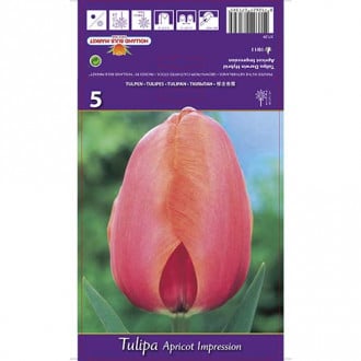 Tulpė Darvino Apricot Impression interface.image 5