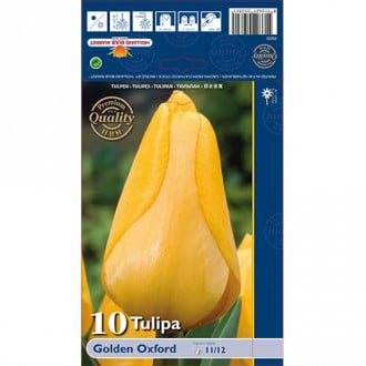Tulpė Darvino Golden Oxford interface.image 3