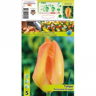Tulpė Fosterio Purissima Orange interface.image 2