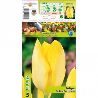 Tulpė Fosterio Yellow Purissima interface.image 3