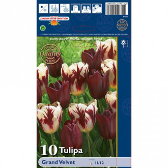 Tulpės Triumph Grand Velvet, spalvų mišinys interface.image 1